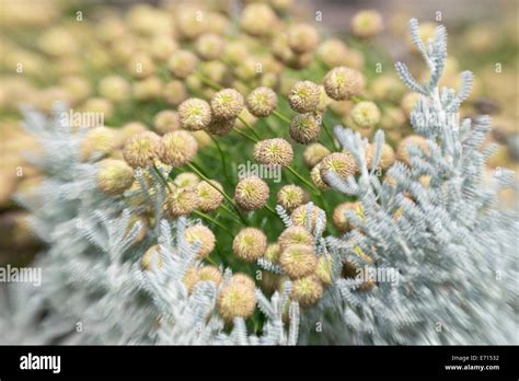 Santolina rosmarinifolia santolina hi-res stock photography and images ...