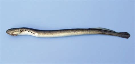 Sea Lamprey