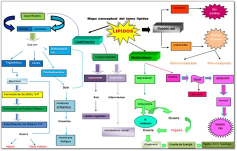 Mapa Conceptual Del Metabolismo De Los Lipidos Bidratos Images And