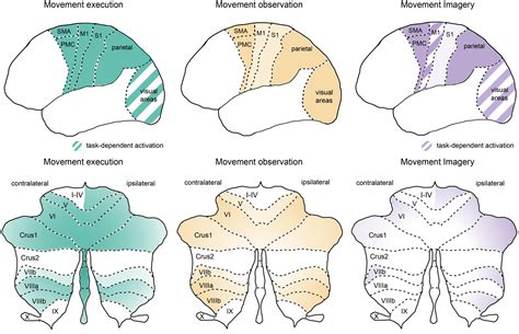 Frontiers Engaging Distributed Cortical And Cerebellar Networks