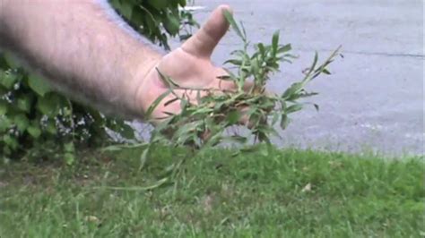 Crabgrass: Identifying and Removing it - YouTube