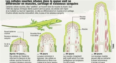 Quel est le mécanisme qui permet à la queue du lézard de repousser