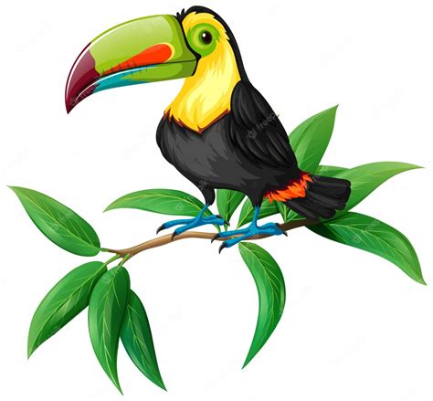 Premium Vector | A Vector of Toucan on White Background