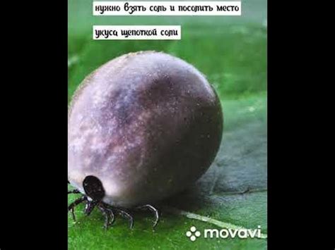 Как вытащить клеща за 1 минуту. Самый простой и самый удачный способ от ...