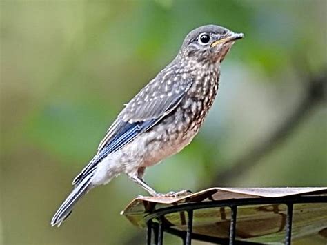 Bluebird Fledgling Stories: Feeders and Sprinkers - Birdseed & Binoculars