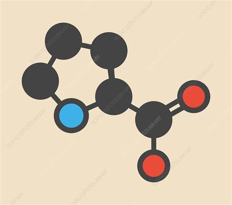 Proline Amino Acid Molecule Stock Image F0126273 Science Photo