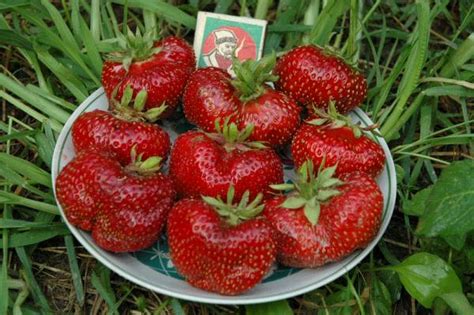 Клубника Машенька: описание сорта, фото, отзывы садоводов