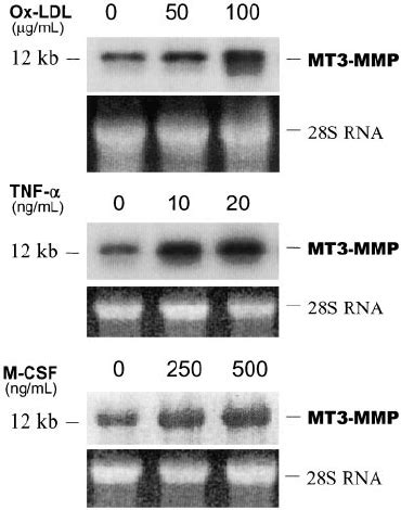 Northern Analyses Showing The Induction Of Mt Mmp Mrna In Human M In