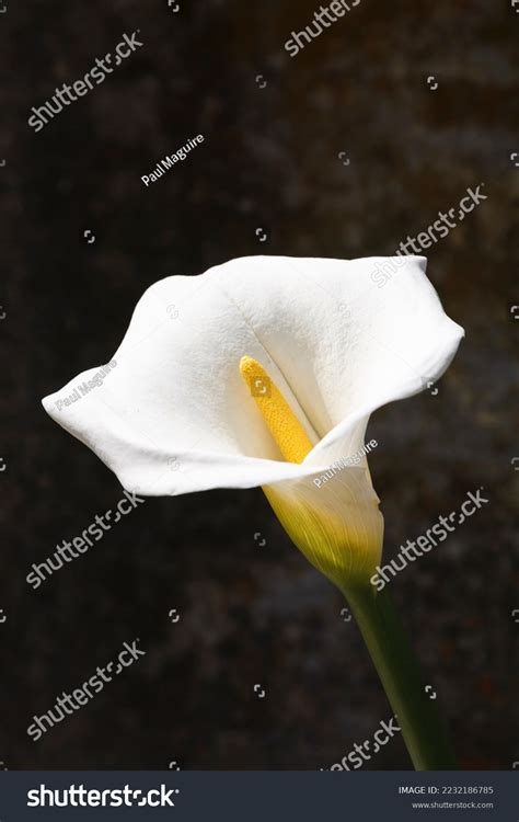 Calla Lily Alcatraz Flower Zantedeschia Aethiopica Stock Photo