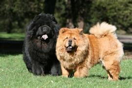 136 Chow Chow Names at DogNamed.com