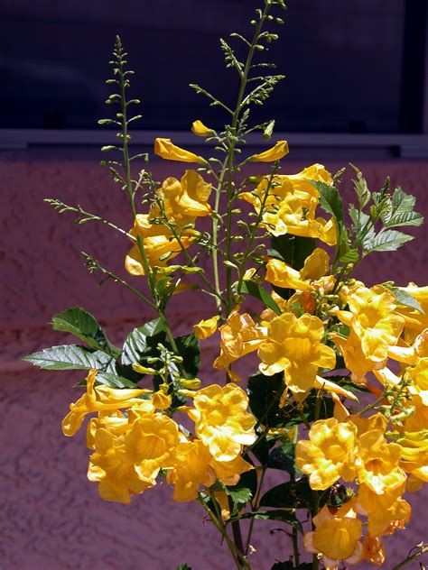 Plant Of The Month Yellow Bells Orange Bells And Much More Water