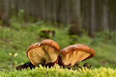 Mushrooms Velvet Foot Roll Moss Free Photo On Pixabay Pixabay