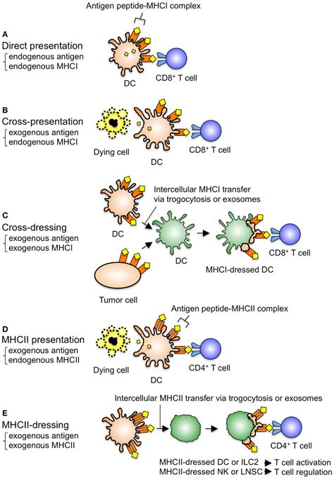 Frontiers Antigen Presentation By Mhc Dressed Cells