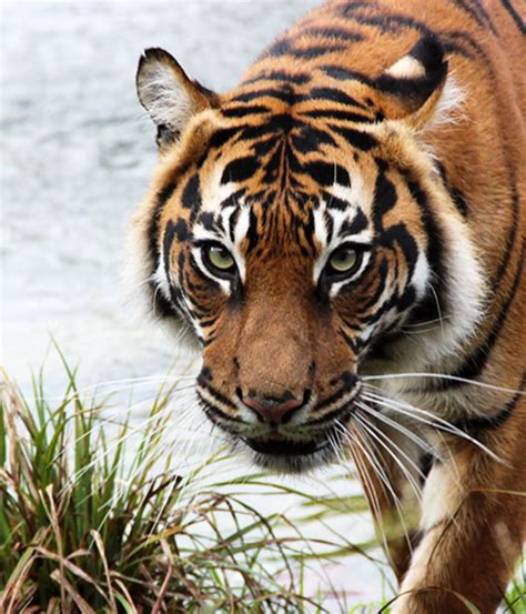 Tiger Keeper Experience | London Zoo