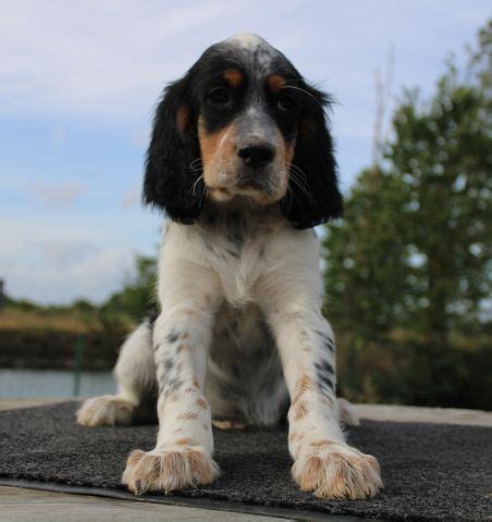 Chiot Elevage De La Pierre D Opale Eleveur De Chiens Setter Anglais