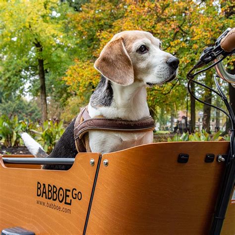 Mon vélo cargo électrique pour chien Babboe