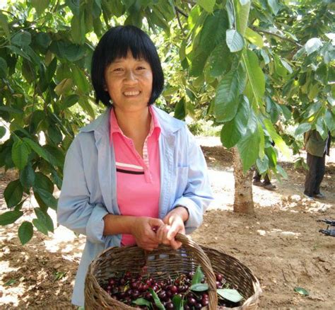 「櫻桃紅了，你在哪兒？」金叵羅村櫻桃採摘節等你來！ 每日頭條