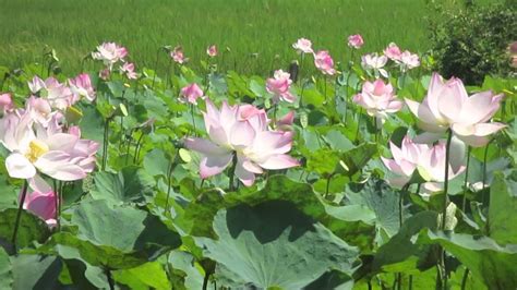 Amazing Lotus Flowers In Field Youtube