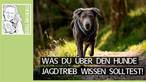 Jagdtrieb Bei Hunden Was Du Ber Den Hunde Jagdtrieb Wissen Solltest