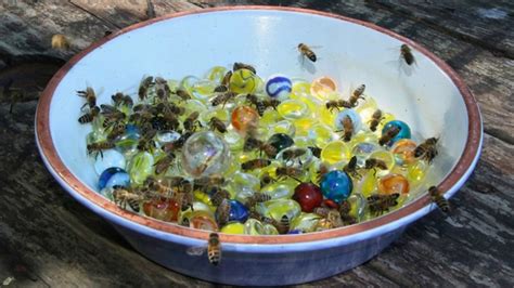 Easy Ways To Water Honey Bees Make A Bee Waterer And Help Hydrate Our