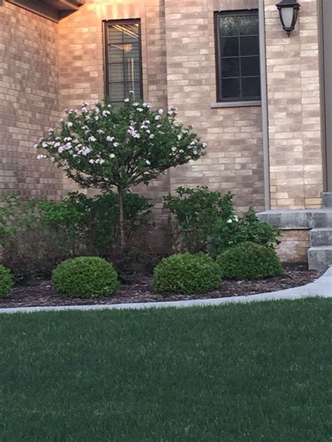 Dwarf Tree Front Yard Landscaping Design Front Yard Landscaping