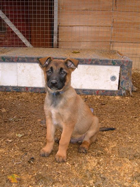 FUNNY PUPPY: Belgian Shepherd Dog (Laekenois) Puppies