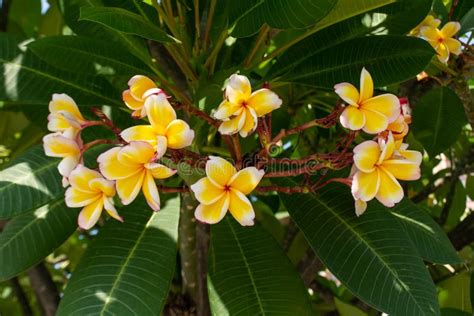 Plumeria, Orange, Red, Beautiful Bouquet. Stock Image - Image of leaf ...