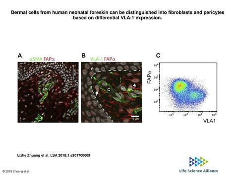 Dermal Cells From Human Neonatal Foreskin Can Be Distinguished Into