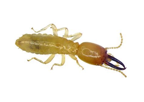 Termite Soldier Stock Photo Image Of Cycle Imago 264467636