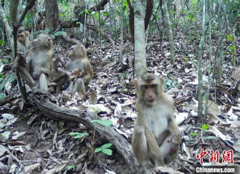 云南普洱：半年新增32只豚尾猴宝宝 荆楚网 湖北日报网