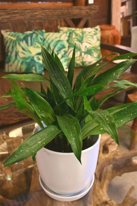 Aspidistra Elatior Milky Way Cast Iron Plant