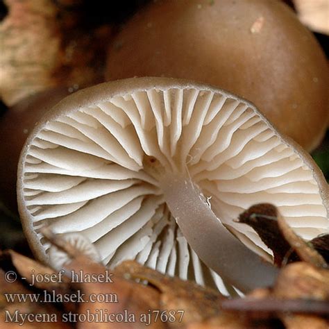 Mycena strobilicola plumipes Helmovka ĹˇiĹˇkomilnĂˇ