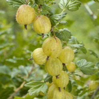 some yellow fruit hanging from a tree branch