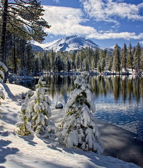 Snow Covered Pines Along Reflection Lake Lassen National Park Stock