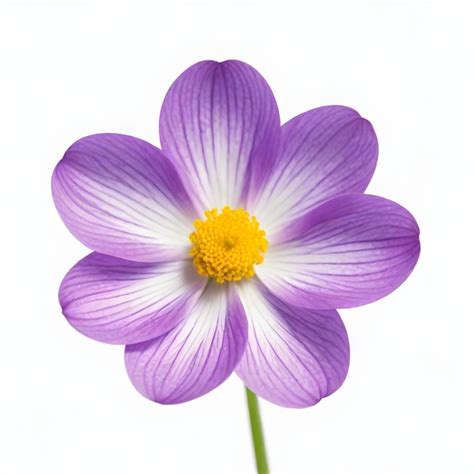 Premium Photo Purple And White Flower With A Yellow Center