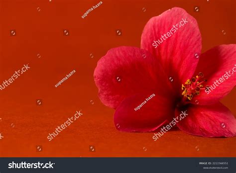 Photo Red China Rose Hibiscus Flower Stock Photo 2211566551 Shutterstock