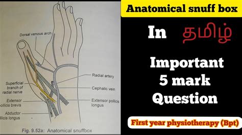 Anatomical Snuff Box Radial Fossa Anatomical Snuff Box In Tamil