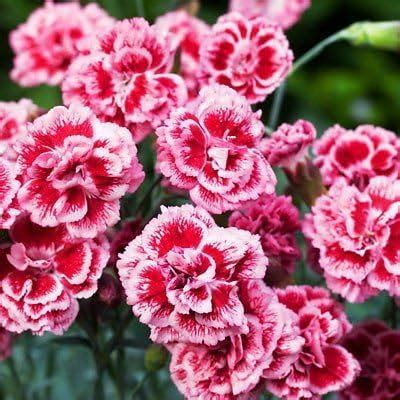 Pack X6 Dianthus Scent First Sugar Plum Pinks Perennial Garden Plug