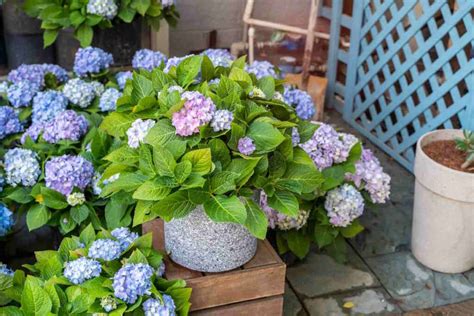 Piante Perfette Da Coltivare Su Un Balcone All Ombra Greenme