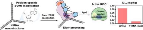 Protein RNA Interaction Guided Chemical Modification Of Dicer Substrate