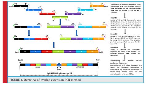 Overlap Extension Pcr To Anneal Multiple Dna Fragments For High