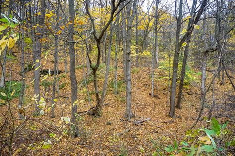 Bruce Trail Queenston Flickr