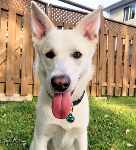 German Shepherd Husky Mix Gerberian Shepsky Guide