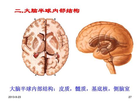 小脑和大脑的结构 word文档在线阅读与下载 无忧文档