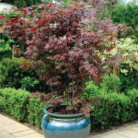 Buy Japanese Le Acer Palmatum Atropurpureum 1 X 3 Litre Potted