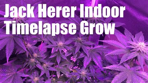 Jack Herer Indoor Seed To Harvest Timelapse Grow Youtube