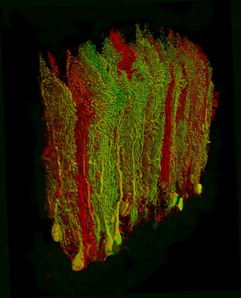 3d Rendering Of Purkinje Cells Okinawa Institute Of Science And