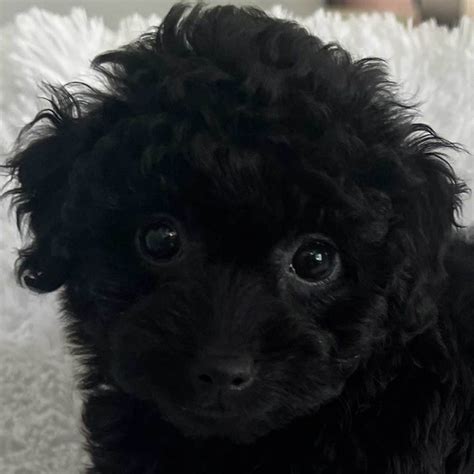 Poodle Puppies For Sale In Sunny Southern Florida By Heavenly Puppies