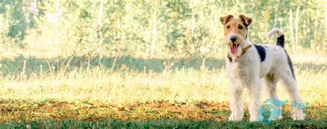 Фокстерьер🐶 — описание, фото, характер и правила дрессировки ...