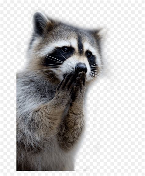 Raccoon Raccoon Praying Mammal Animal Cat Hd Png Download Stunning